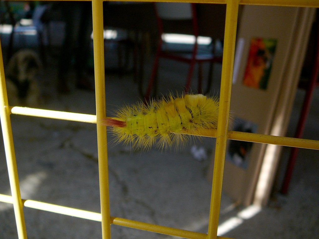 Chenille d'Orgye pudibonde